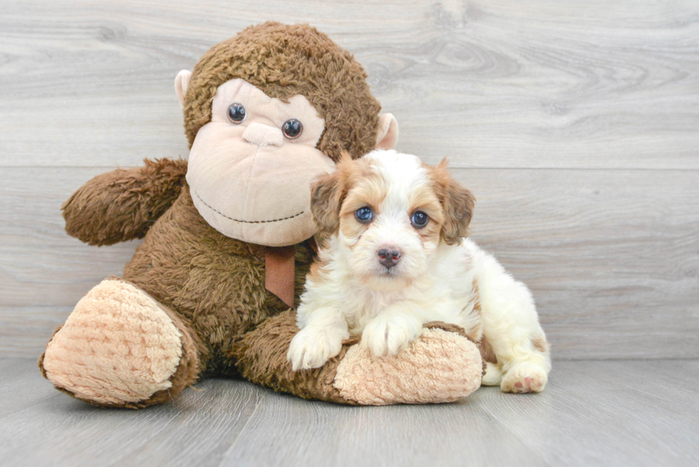 Sweet Mini Bernedoodle Baby