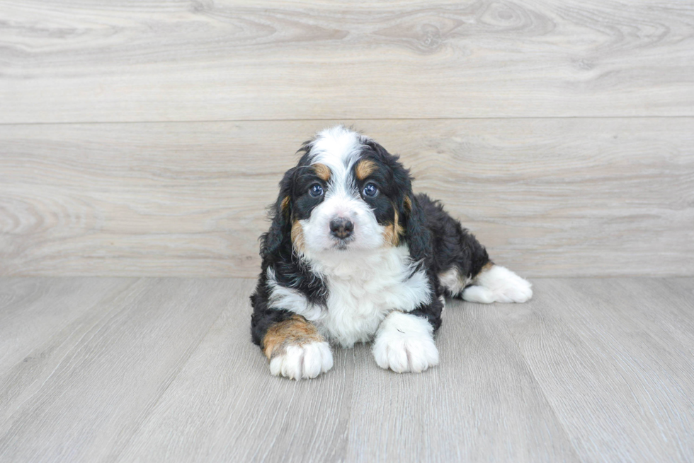 Energetic Bernadoodle Poodle Mix Puppy