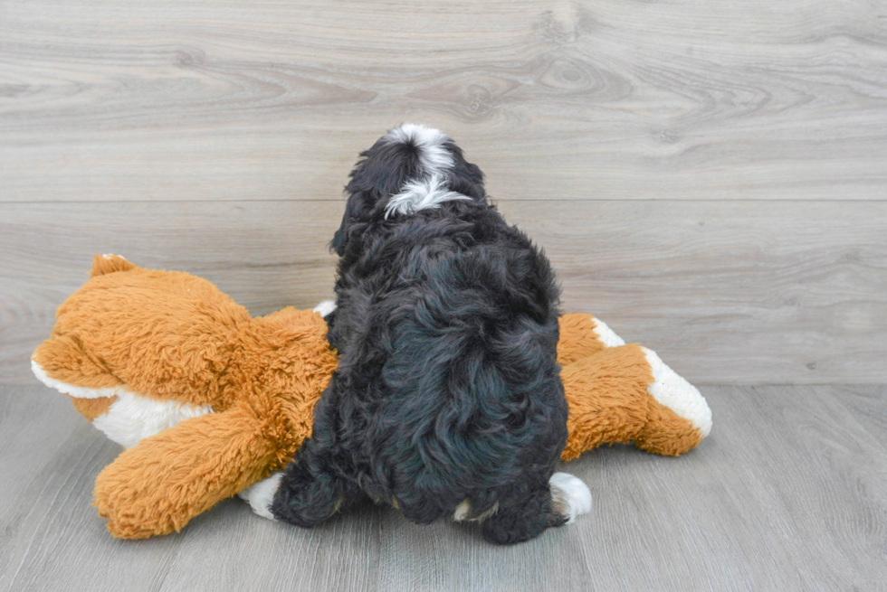 Mini Bernedoodle Pup Being Cute