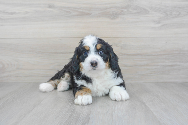 Mini Bernedoodle Pup Being Cute