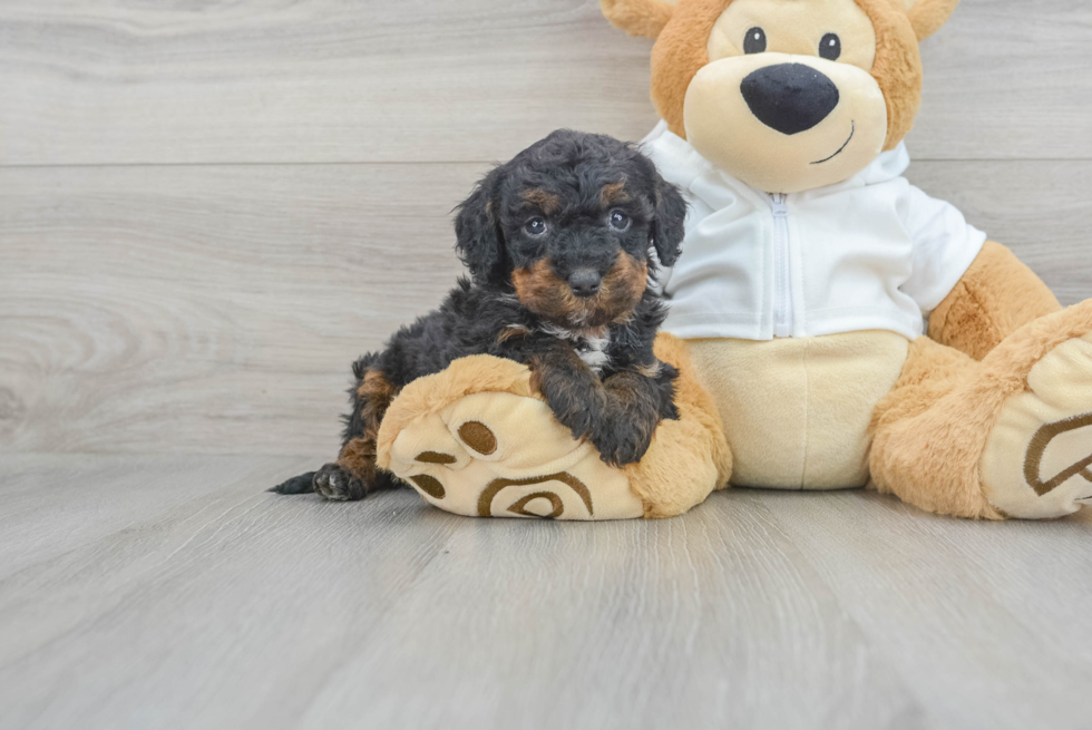 Best Mini Bernedoodle Baby