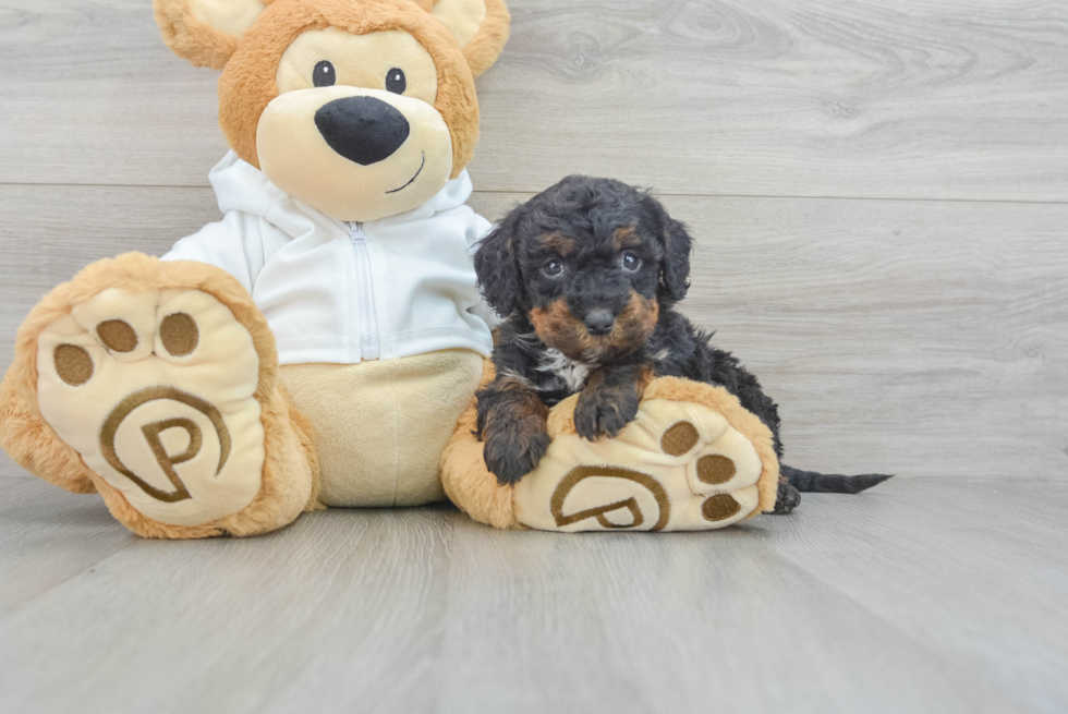 Best Mini Bernedoodle Baby