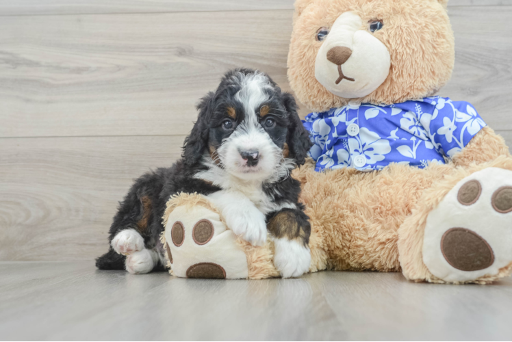 Popular Mini Bernedoodle Poodle Mix Pup