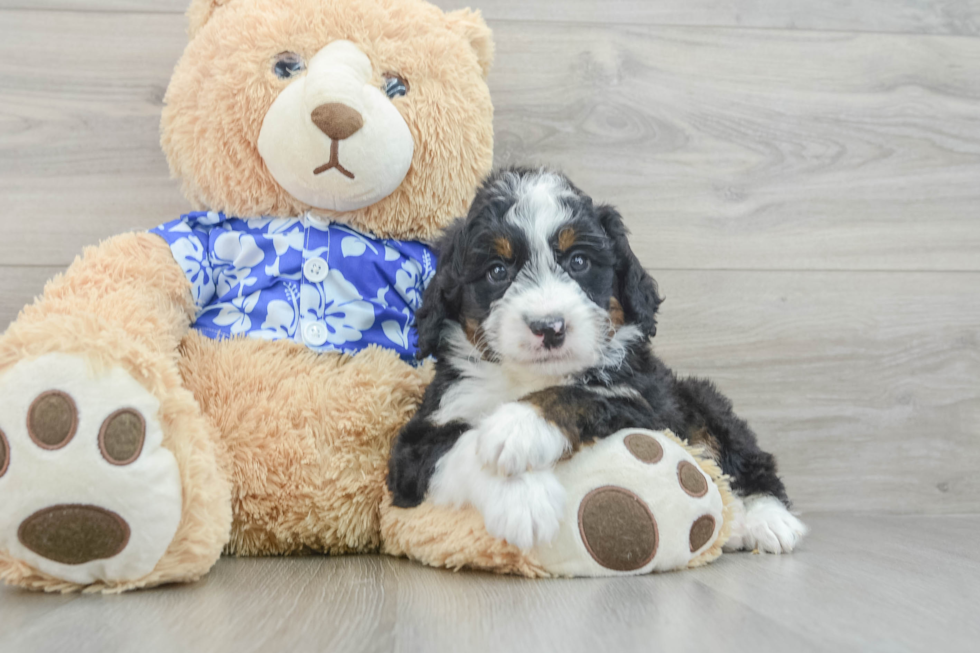 Happy Mini Bernedoodle Baby