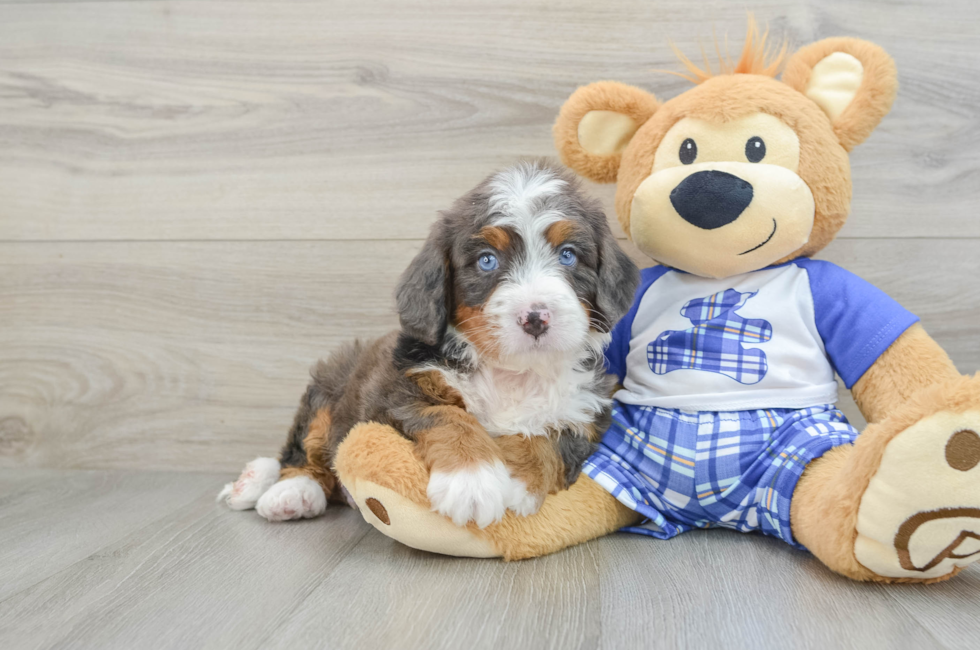 6 week old Mini Bernedoodle Puppy For Sale - Premier Pups