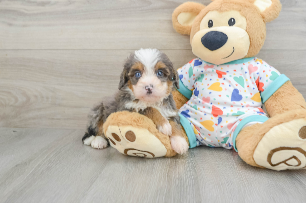 8 week old Mini Bernedoodle Puppy For Sale - Premier Pups