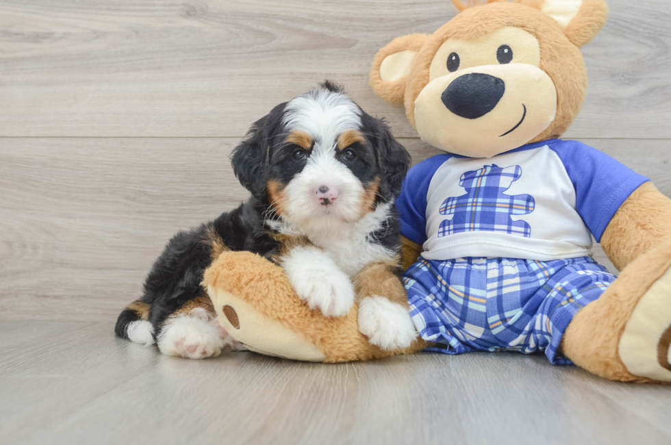 5 week old Mini Bernedoodle Puppy For Sale - Premier Pups