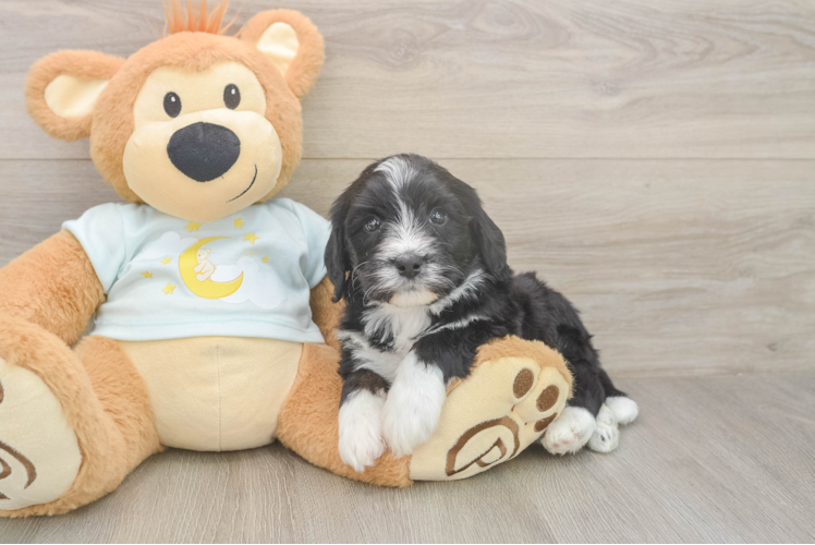 Mini Bernedoodle Puppy for Adoption