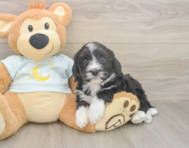 5 week old Mini Bernedoodle Puppy For Sale - Premier Pups
