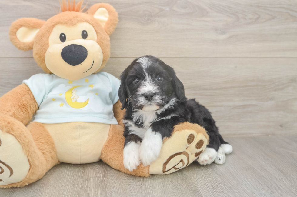 5 week old Mini Bernedoodle Puppy For Sale - Premier Pups