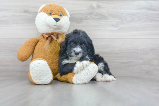 Petite Mini Bernedoodle Poodle Mix Pup