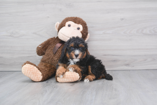 Mini Bernedoodle Pup Being Cute