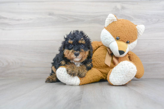 Happy Mini Bernedoodle Baby