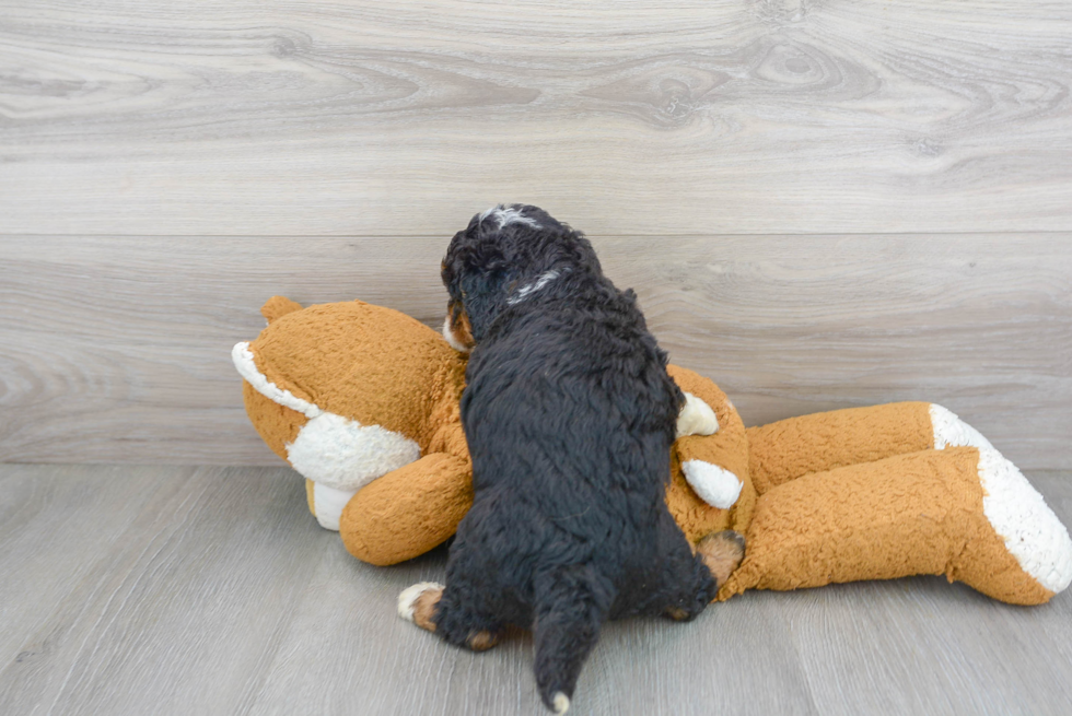 Little Mini Berniedoodle Poodle Mix Puppy