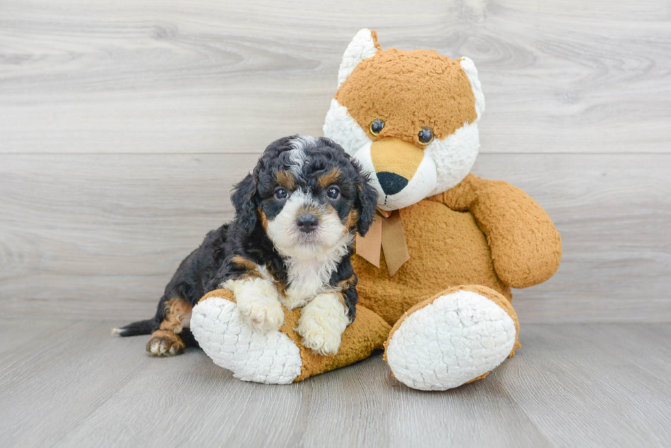 Energetic Bernadoodle Poodle Mix Puppy