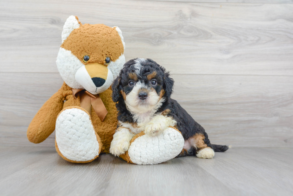 Petite Mini Bernedoodle Poodle Mix Pup