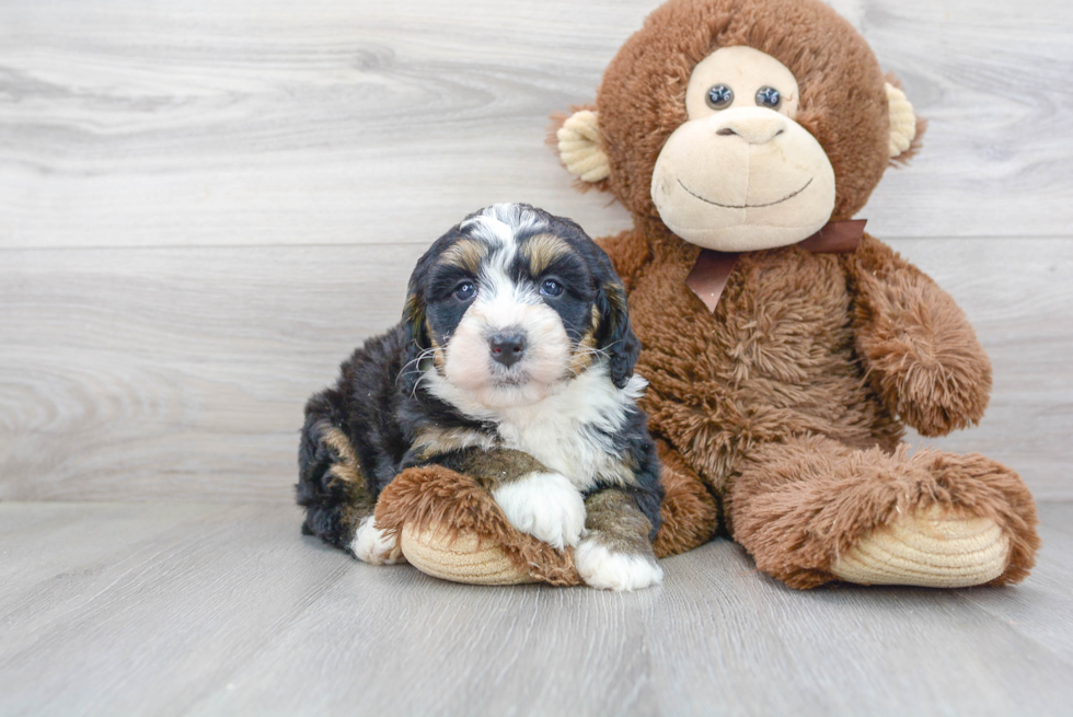 Playful Bernadoodle Poodle Mix Puppy