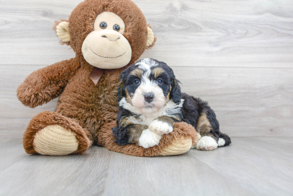 Friendly Mini Bernedoodle Baby