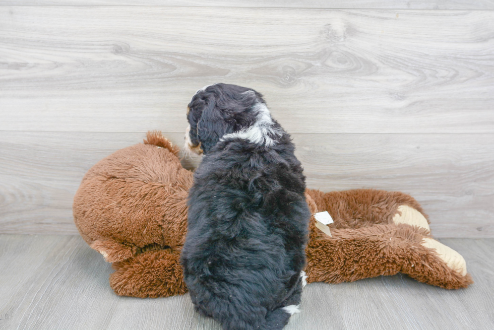 Mini Bernedoodle Pup Being Cute