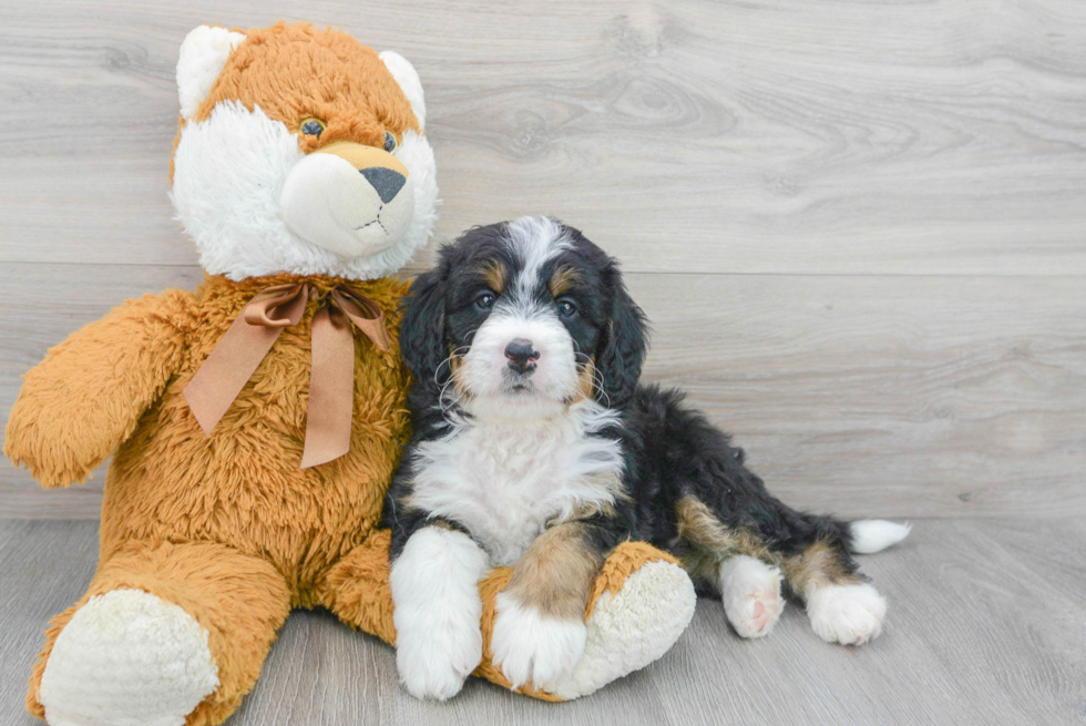 Petite Mini Bernedoodle Poodle Mix Pup