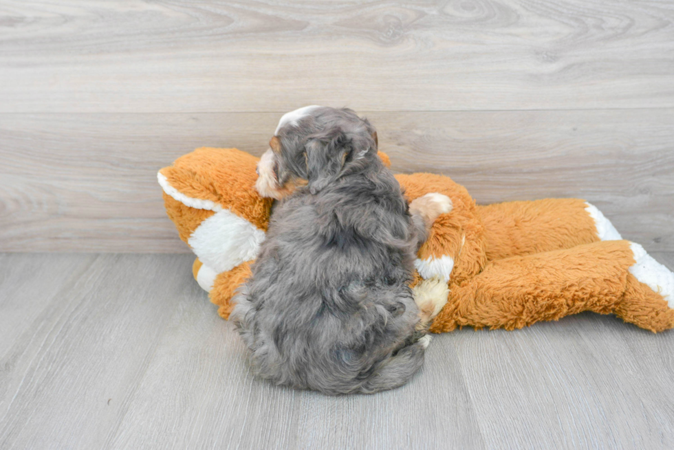 Smart Mini Bernedoodle Poodle Mix Pup
