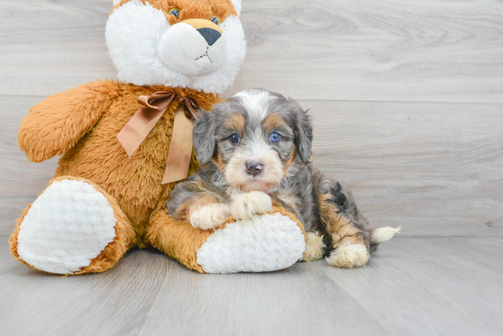 Mini Bernedoodle Puppy for Adoption
