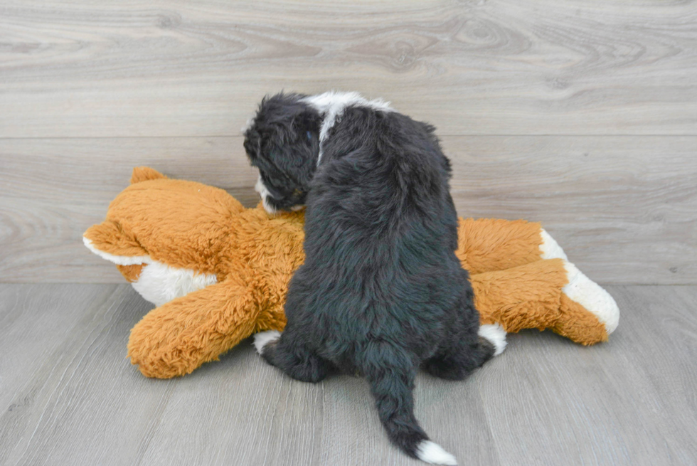 Petite Mini Bernedoodle Poodle Mix Pup
