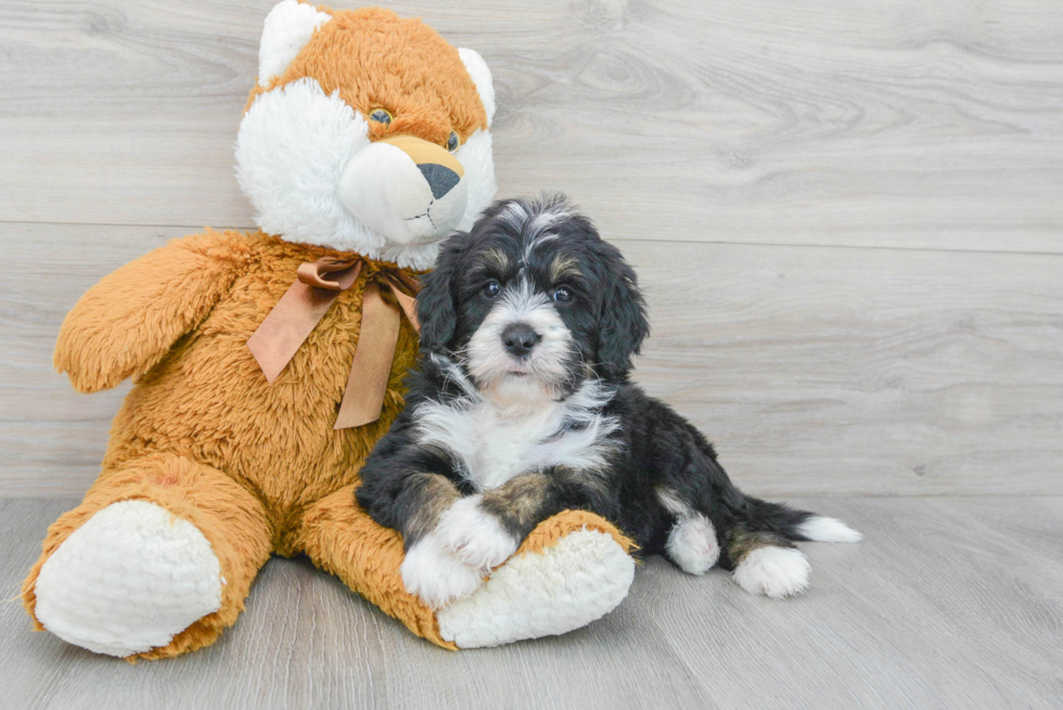 Best Mini Bernedoodle Baby