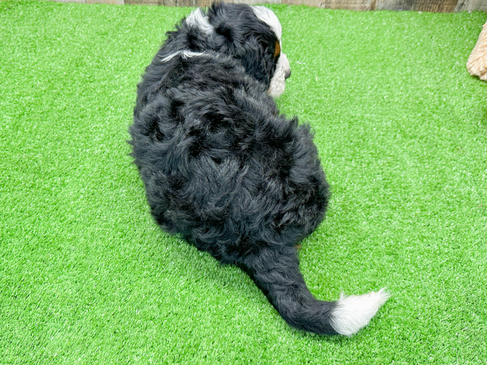 Smart Mini Bernedoodle Poodle Mix Pup