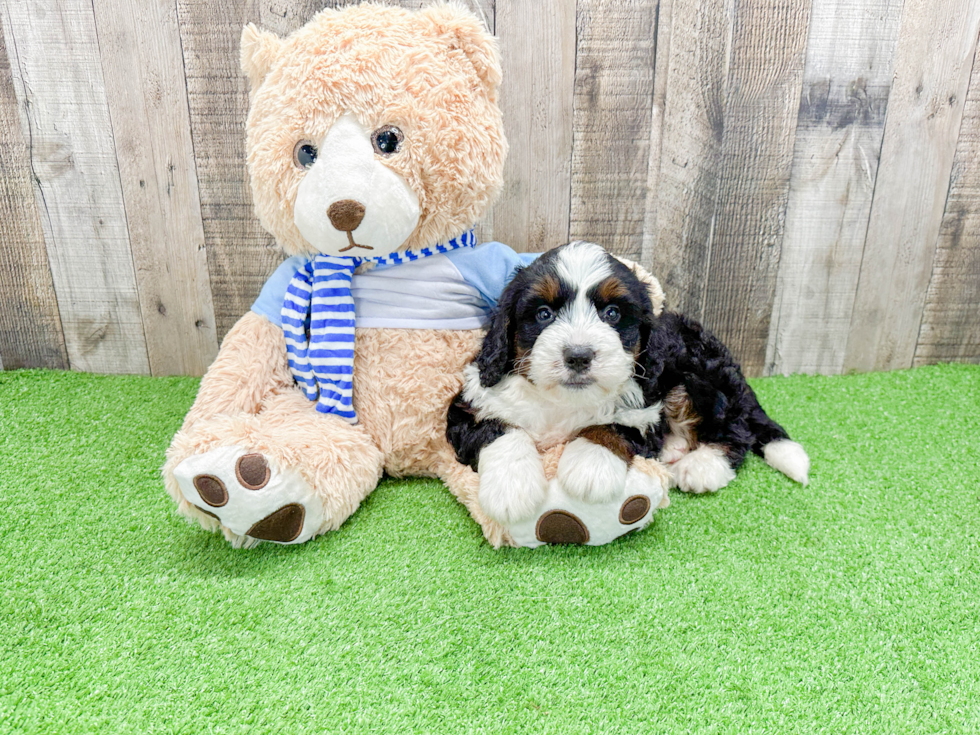 Best Mini Bernedoodle Baby