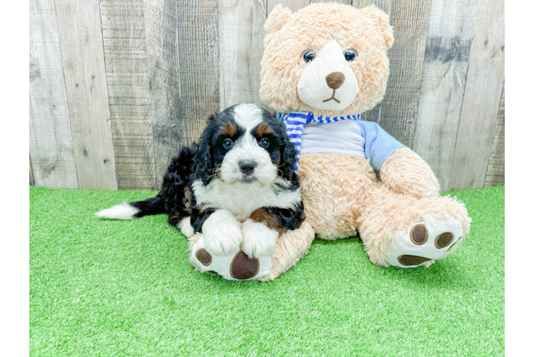 Mini Bernedoodle Pup Being Cute