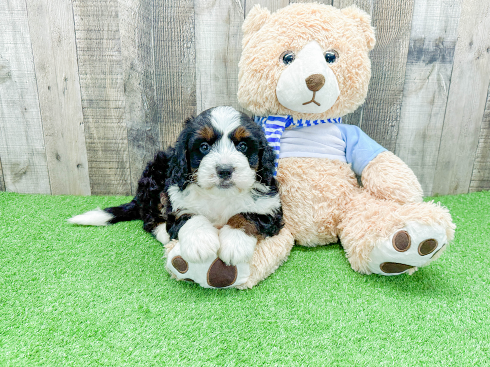 Mini Bernedoodle Pup Being Cute