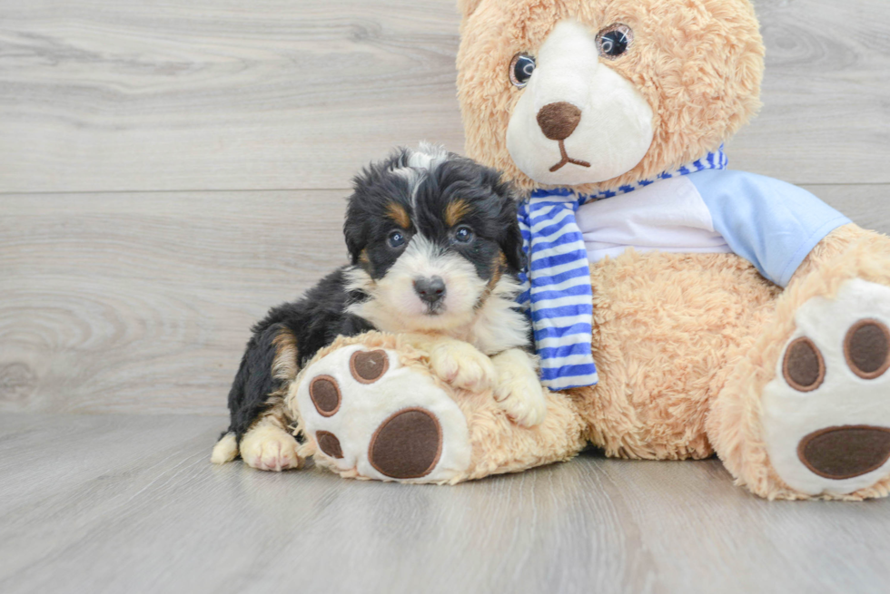 Mini Bernedoodle Puppy for Adoption