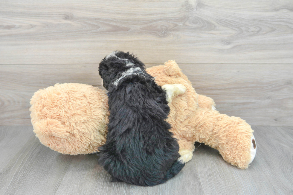 Sweet Mini Bernedoodle Baby