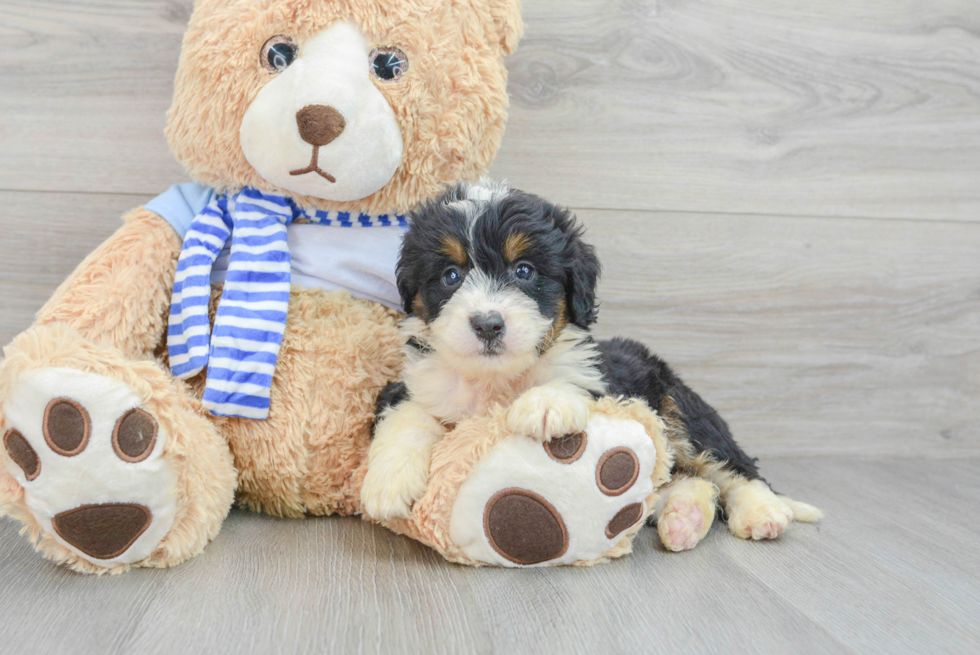 Best Mini Bernedoodle Baby