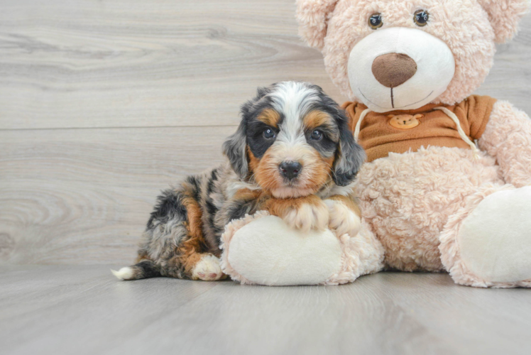 Petite Mini Bernedoodle Poodle Mix Pup