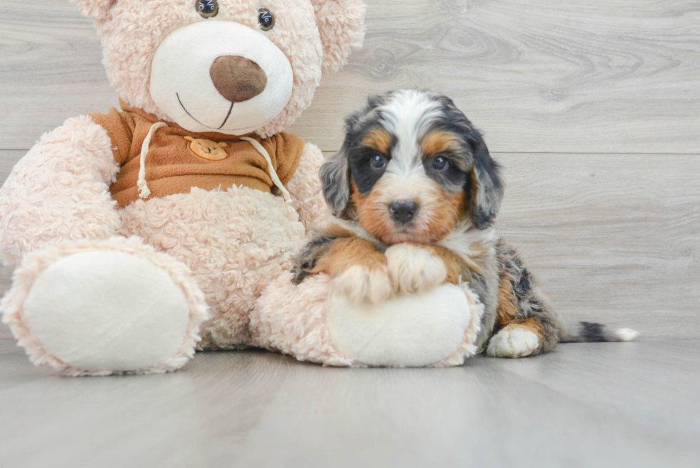 Playful Bernadoodle Poodle Mix Puppy