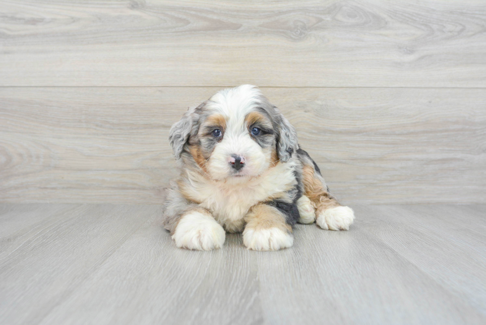 Mini Bernedoodle Puppy for Adoption