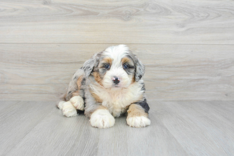 Petite Mini Bernedoodle Poodle Mix Pup