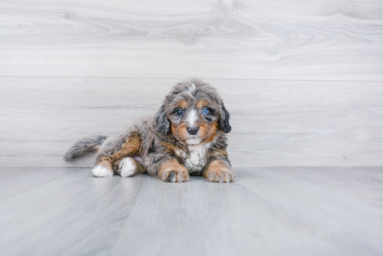 Small Mini Bernedoodle Baby