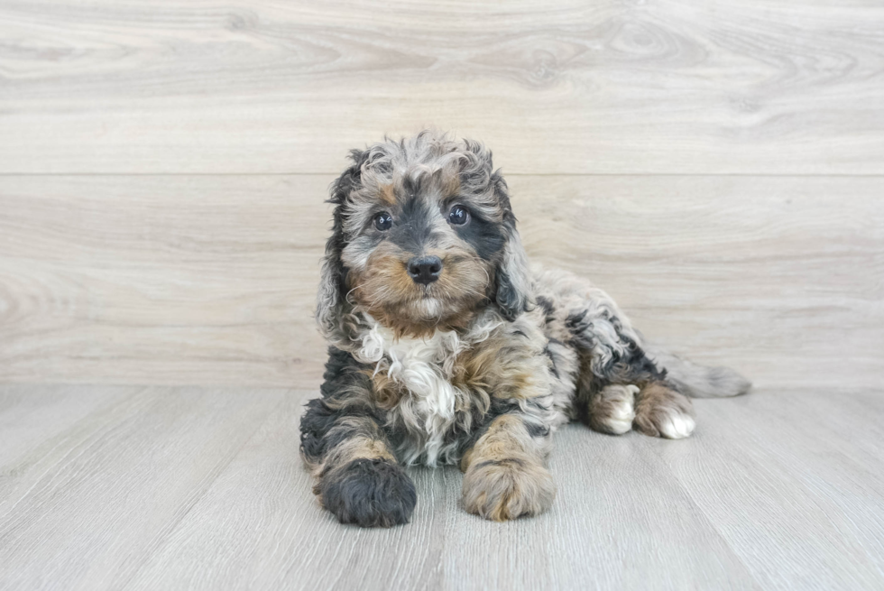 Energetic Mini Berniedoodle Poodle Mix Puppy