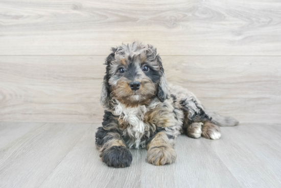 Energetic Mini Berniedoodle Poodle Mix Puppy