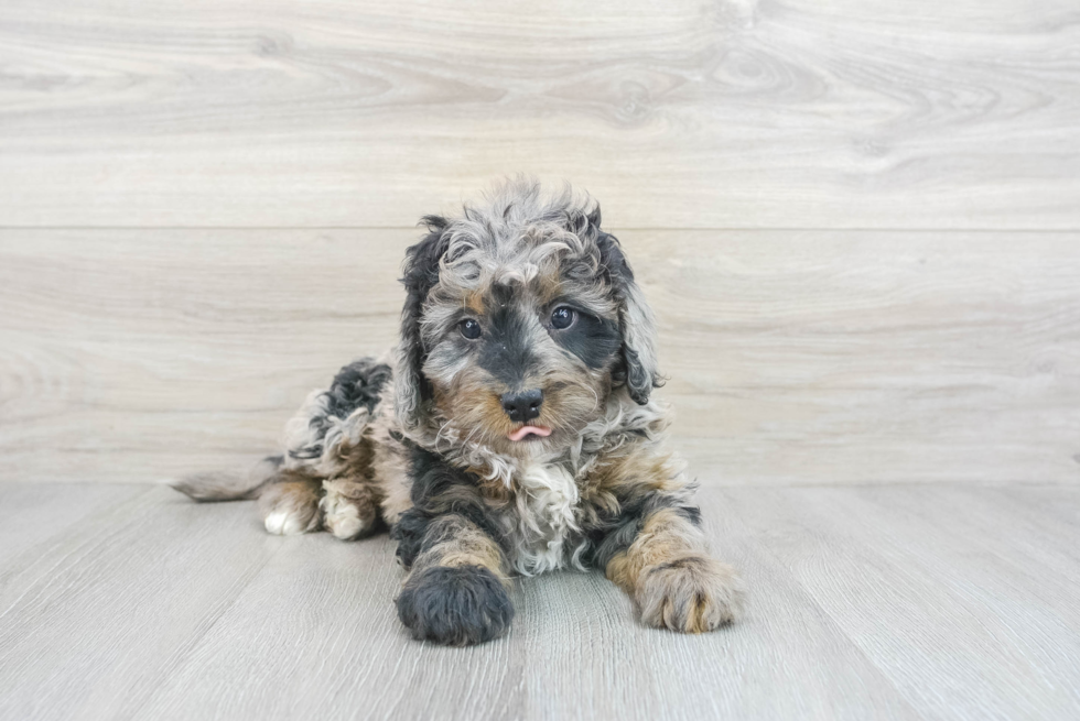 Small Mini Bernedoodle Baby