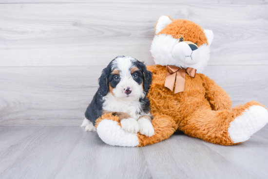 Mini Bernedoodle Puppy for Adoption