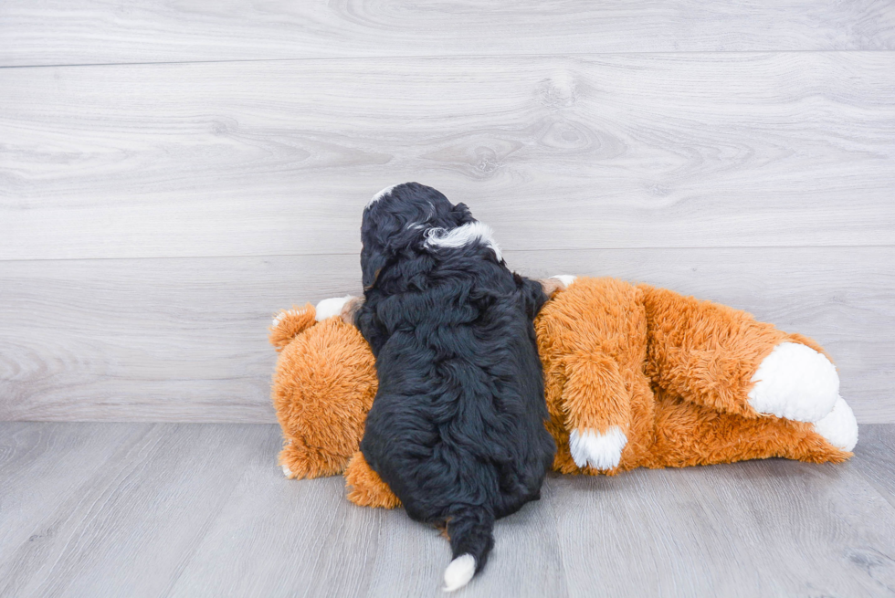 Smart Mini Bernedoodle Poodle Mix Pup