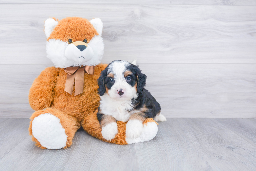 Happy Mini Bernedoodle Baby