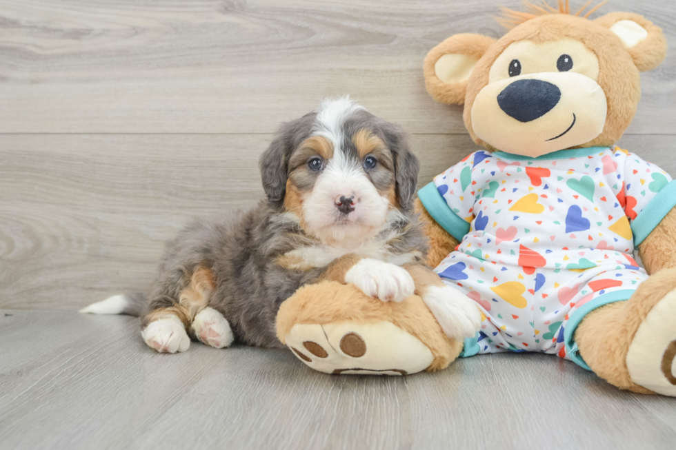 Happy Mini Bernedoodle Baby