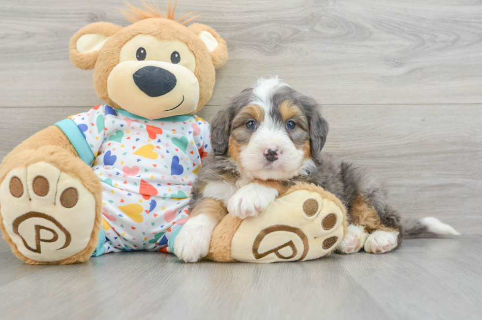 6 week old Mini Bernedoodle Puppy For Sale - Premier Pups