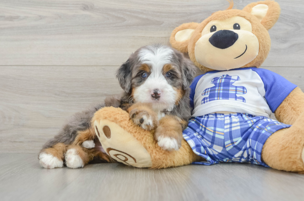 5 week old Mini Bernedoodle Puppy For Sale - Premier Pups