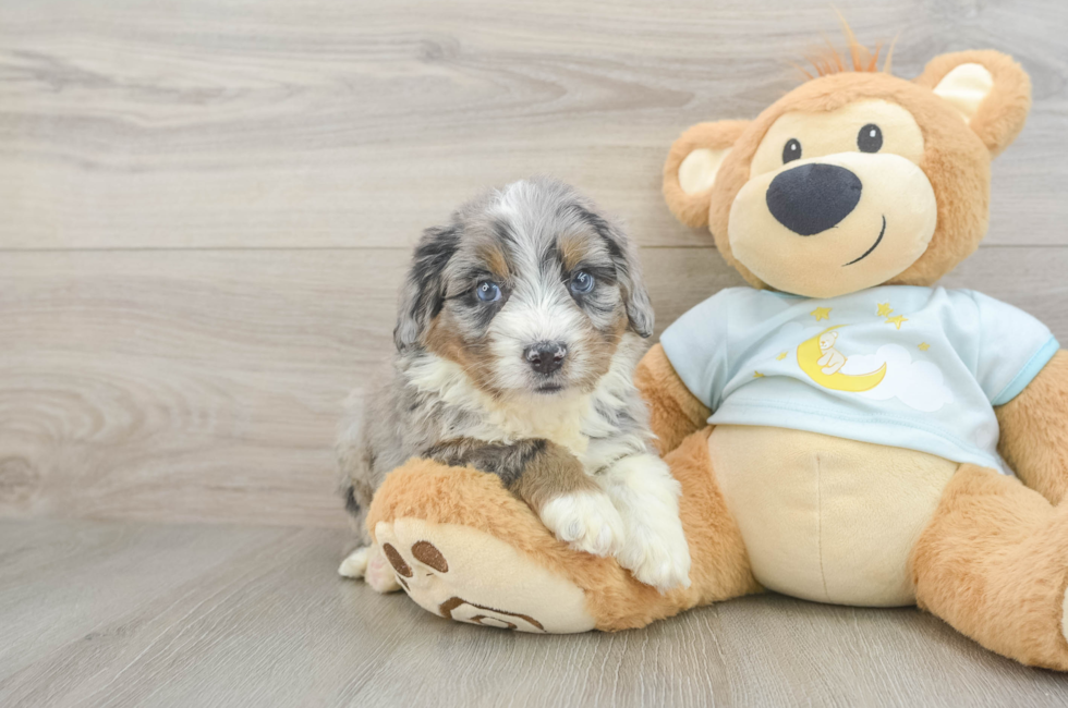 5 week old Mini Bernedoodle Puppy For Sale - Premier Pups